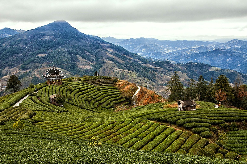 茶園智能監(jiān)控解決方案